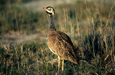 Outarde du Sénégal, Outarde de Barrow, Eupodotis senegalensis barrowii, White bellied Bustard...