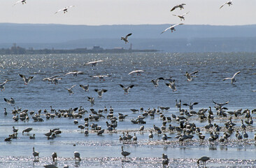 Oie des neiges, .Anser caerulescens, Snow Goose, migration, Réserve du Cap Tourmente, Quebec, Canada