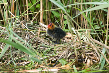 Foulque macroule, nid, .Fulica atra, Eurasian Coot