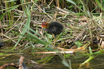 Foulque macroule, nid, .Fulica atra, Eurasian Coot