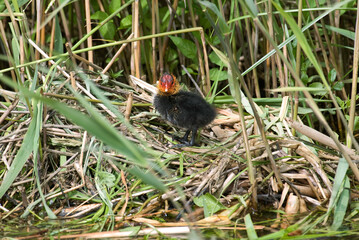 Foulque macroule, nid, .Fulica atra, Eurasian Coot