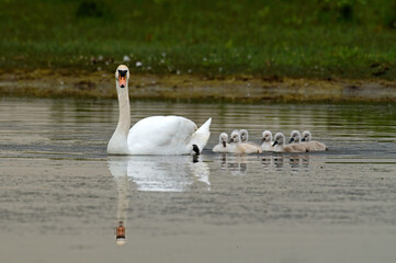 Cygne tuberculé, jeune, .Cygnus olor, Mute Swan