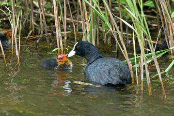 Foulque macroule, .Fulica atra, Eurasian Coot