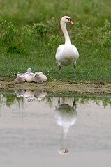 Cygne tuberculé, jeune, .Cygnus olor, Mute Swan