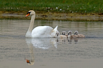 Obraz premium Cygne tuberculé, jeune, .Cygnus olor, Mute Swan