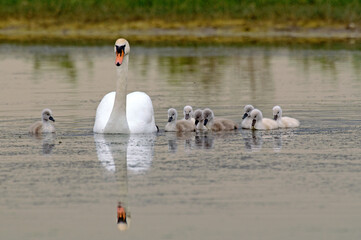 Cygne tuberculé, jeune, .Cygnus olor, Mute Swan