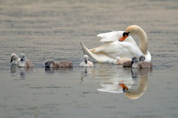 Cygne tuberculé, jeune, .Cygnus olor, Mute Swan