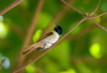 tchitrec des Seychelles, veuve des Seychelles, terpsiphone corvina, femelle, r&eacute;serve sp&eacute;ciale La Veuve, Parc National, Oc&eacute;an indien, Ile de la Digue, Seychelles