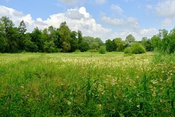 View of the lush green Rack Isle water meadow in the Cotswold vi
