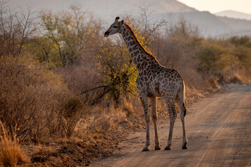 Giraffe in Pilanesberg National Park South Africa