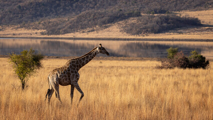 Giraffe in Pilanesberg National Park South Africa