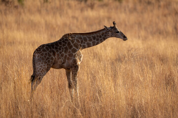 Giraffe in Pilanesberg National Park South Africa