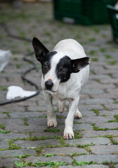 homeless dog on the street with visual impairment