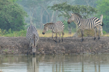 Zebras in the savannah