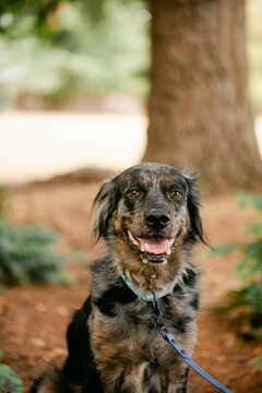 Portrait of Happy Dog