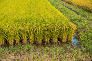 収穫前の田んぼ