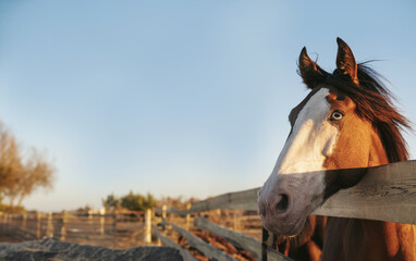 Obraz premium Portrait of red horse is looking from paddock. Blue sky beneath the country.