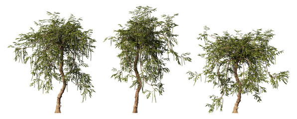 The tree has colorful flowers on a transparent background.