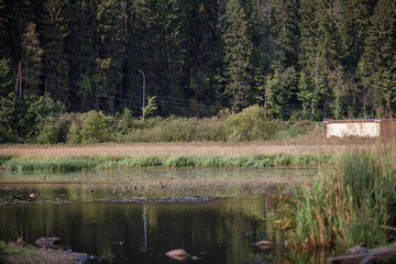 Boggy damp wetland puddle, electricity around deep pathless fir forest on the background.