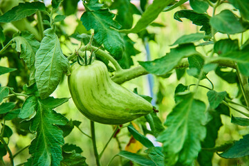 Close-Up of Unique Green Tomato on Vine, Eye-Level Perspective