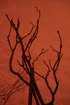 Lifeless tree against red neon background