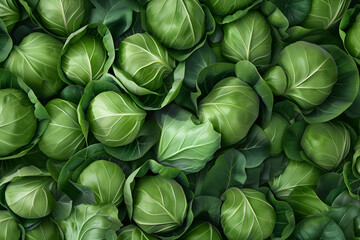 Obraz premium Cabbage heads.