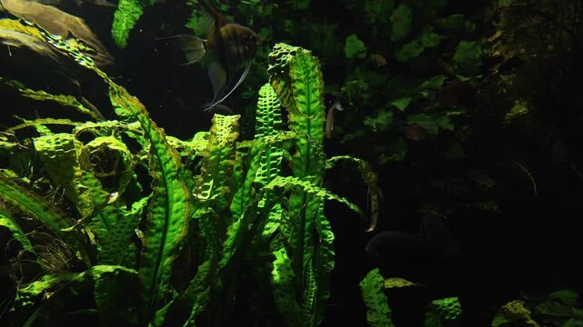 Close-up of green aquatic plants and fishes in a freshwater aquarium at night. Vibrant underwater colours and beautiful reflections. Abstract evening slow motion of a fish tank with copy space.