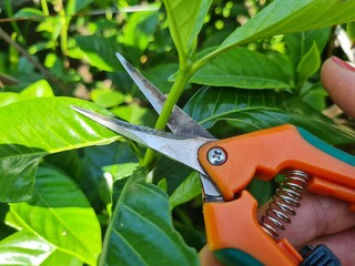 The gardener trims the bushes with garden shears, there is a lot of greenery around, summer.