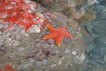 Bat star on the Sonoma coast