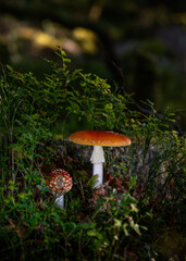 two toadstool in the forest