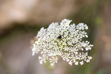 Gros plan sur fleur blanche de carotte sauvage