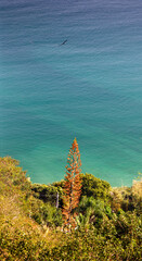 Fototapeta premium coral reef in the sea