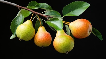 Pear fruit with tree branch leaf over black background