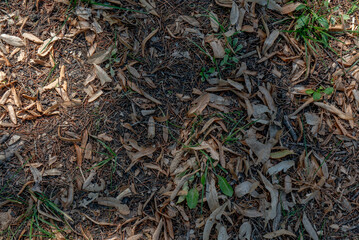 Texture Of Forest Floor with Dry Leaves and Pine Needles.