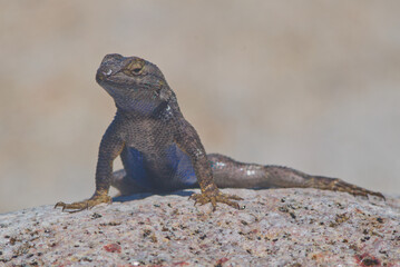 Western fence lizard near Steamboat Creek in Reno, NV