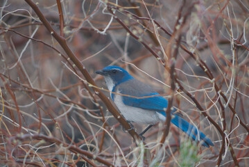Scrub jay perched on a branch