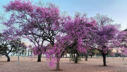 Obraz premium Tree Physocalimma scaberrimum Blind-axe of timber value 