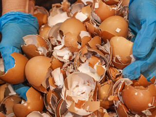 Hands Holding Pile of Crushed Eggshells for composting processes