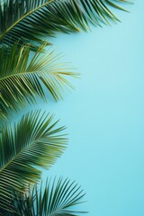Fototapeta premium Coconut tree leaf abstract with copy space background