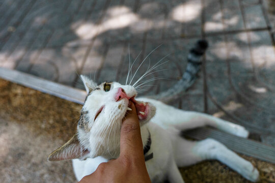 Cat love bites