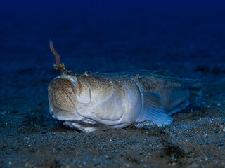 Uranoscopus scaber fish has got a bait ins his mouth that use hunt its preys.