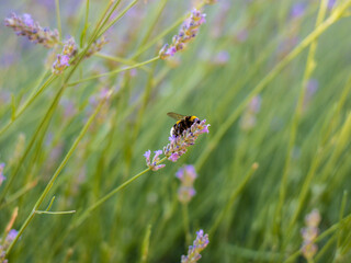Abeja y un campo de lavanda.