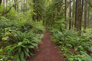 Hiking trail through an Oregon forest