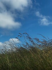 Obraz premium Beach grass blue sky 