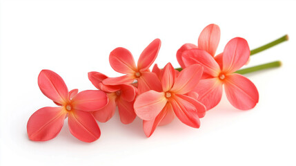 Fototapeta premium Bouvardia flowers isolated on white background