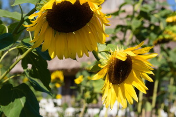 Słoneczniki w promieniach letniego słńca © Karol