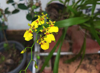 yellow orchid flower in the garden