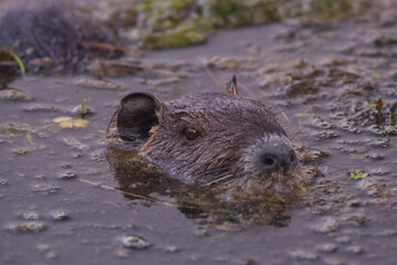Nutria at Delta Ponds in Eugene, Oregon
