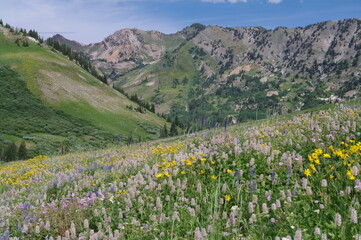 Summer in Little Cottonwood Canyon, Utah