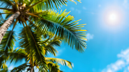 Fototapeta premium Coconut Tree Leaves 